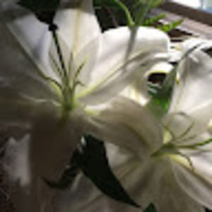 Meet your Posher, Cassandra